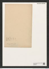 Diatomeae indet. (de-Toni-Nr.: Species 3428, 3954 } ? ? ?) Zeichnungen Sammlung Grunow (NHMW-BOT-W0375746)